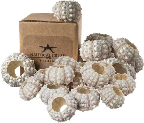 Sea Urchin | 4 Sputnik Sea Urchin Shell | 4 Purple Sputnik Sea Urchin Shells for Craft and Decor | Plus Free Nautical eBook by Joseph Rains in Saudi Arabia