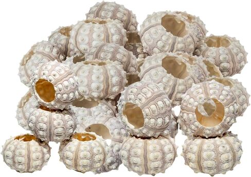 Sea Urchin | 4 Sputnik Sea Urchin Shell | 4 Purple Sputnik Sea Urchin Shells for Craft and Decor | Plus Free Nautical eBook by Joseph Rains in Saudi Arabia