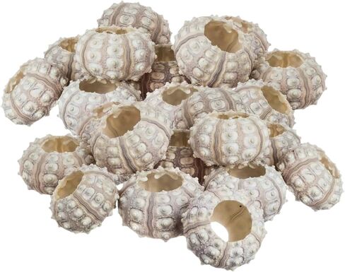 Sea Urchin | 4 Sputnik Sea Urchin Shell | 4 Purple Sputnik Sea Urchin Shells for Craft and Decor | Plus Free Nautical eBook by Joseph Rains in Saudi Arabia