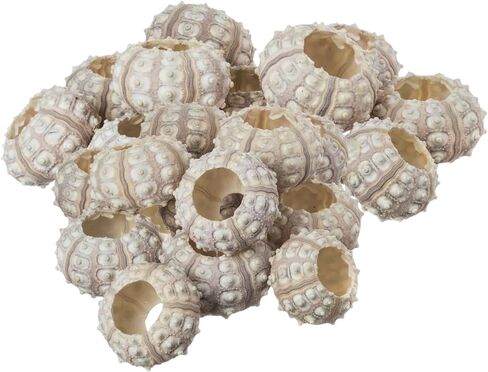 Sea Urchin | 4 Sputnik Sea Urchin Shell | 4 Purple Sputnik Sea Urchin Shells for Craft and Decor | Plus Free Nautical eBook by Joseph Rains in Saudi Arabia