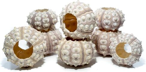 Sea Urchin | 4 Sputnik Sea Urchin Shell | 4 Purple Sputnik Sea Urchin Shells for Craft and Decor | Plus Free Nautical eBook by Joseph Rains in Saudi Arabia