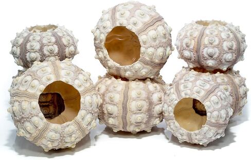 Sea Urchin | 4 Sputnik Sea Urchin Shell | 4 Purple Sputnik Sea Urchin Shells for Craft and Decor | Plus Free Nautical eBook by Joseph Rains in Saudi Arabia