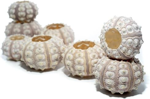 Sea Urchin | 4 Sputnik Sea Urchin Shell | 4 Purple Sputnik Sea Urchin Shells for Craft and Decor | Plus Free Nautical eBook by Joseph Rains in Saudi Arabia