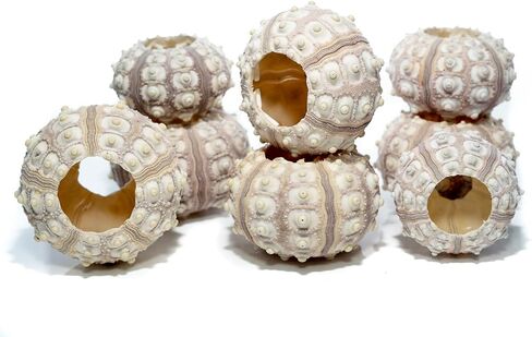 Sea Urchin | 4 Sputnik Sea Urchin Shell | 4 Purple Sputnik Sea Urchin Shells for Craft and Decor | Plus Free Nautical eBook by Joseph Rains in Saudi Arabia
