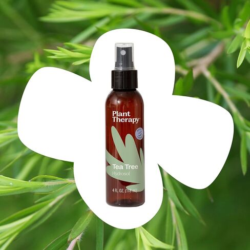 Plant Therapy Tea Tree (Melaleuca) Hydrosol 4 oz by-Product of Essential Oils in Kuwait