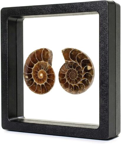 A Pair Ammonite Snail Fossil Slices - Real Fossils with Crystal Decorations, Natural Healing Stones for Homes and Offices, Unique Educational Specimens 1.18-1.97 Inches in Kuwait