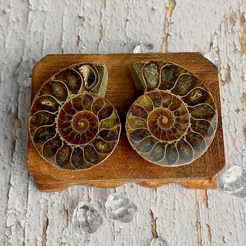 A Pair Ammonite Snail Fossil Slices - Real Fossils with Crystal Decorations, Natural Healing Stones for Homes and Offices, Unique Educational Specimens 1.18-1.97 Inches in Kuwait