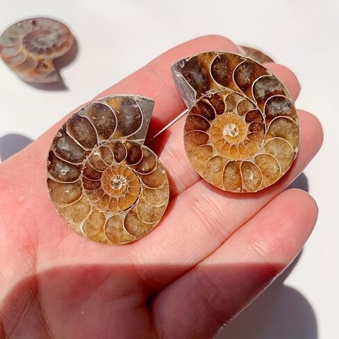 A Pair Ammonite Snail Fossil Slices - Real Fossils with Crystal Decorations, Natural Healing Stones for Homes and Offices, Unique Educational Specimens 1.18-1.97 Inches in Kuwait
