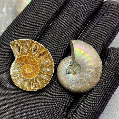 A Pair Ammonite Snail Fossil Slices - Real Fossils with Crystal Decorations, Natural Healing Stones for Homes and Offices, Unique Educational Specimens 1.18-1.97 Inches in Kuwait