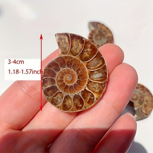 A Pair Ammonite Snail Fossil Slices - Real Fossils with Crystal Decorations, Natural Healing Stones for Homes and Offices, Unique Educational Specimens 1.18-1.97 Inches in Kuwait
