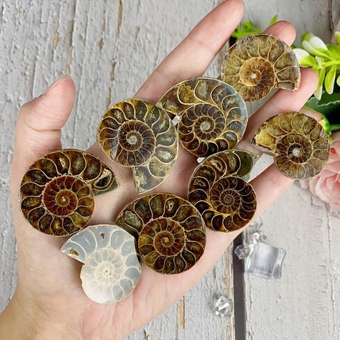 A Pair Ammonite Snail Fossil Slices - Real Fossils with Crystal Decorations, Natural Healing Stones for Homes and Offices, Unique Educational Specimens 1.18-1.97 Inches in Kuwait