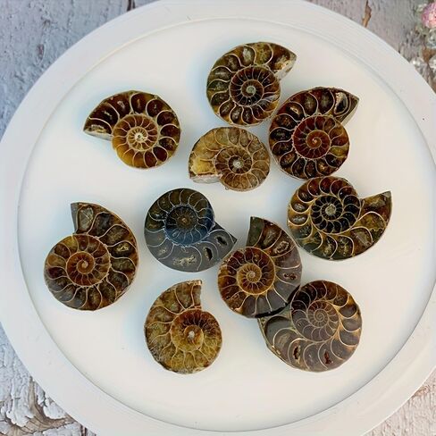 A Pair Ammonite Snail Fossil Slices - Real Fossils with Crystal Decorations, Natural Healing Stones for Homes and Offices, Unique Educational Specimens 1.18-1.97 Inches in Kuwait
