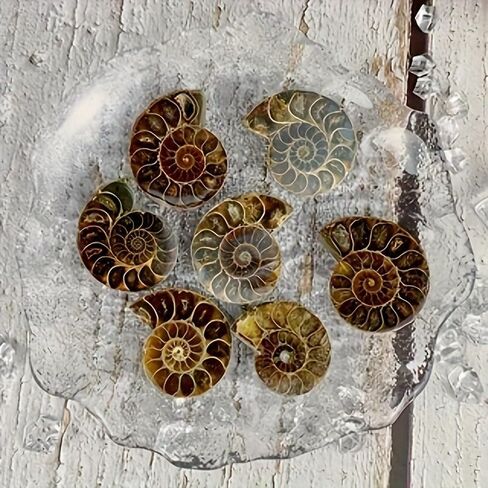 A Pair Ammonite Snail Fossil Slices - Real Fossils with Crystal Decorations, Natural Healing Stones for Homes and Offices, Unique Educational Specimens 1.18-1.97 Inches in Kuwait