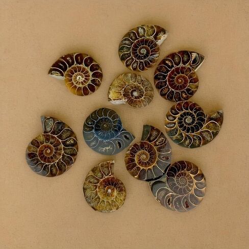 A Pair Ammonite Snail Fossil Slices - Real Fossils with Crystal Decorations, Natural Healing Stones for Homes and Offices, Unique Educational Specimens 1.18-1.97 Inches in Kuwait