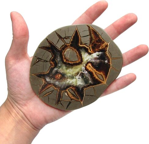 BicBugs Septarian agatized dragonstone geode slice Utah USA in Kuwait