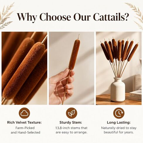RAINFLOW Natural Dried Cattails – 13.8 Inch Cattail Dried Flowers,15 PCS Brown Bulrush Plants for DIY Floral Arrangements, Wedding Centerpieces, Fall Home Decor and Craft Supplies in Kuwait