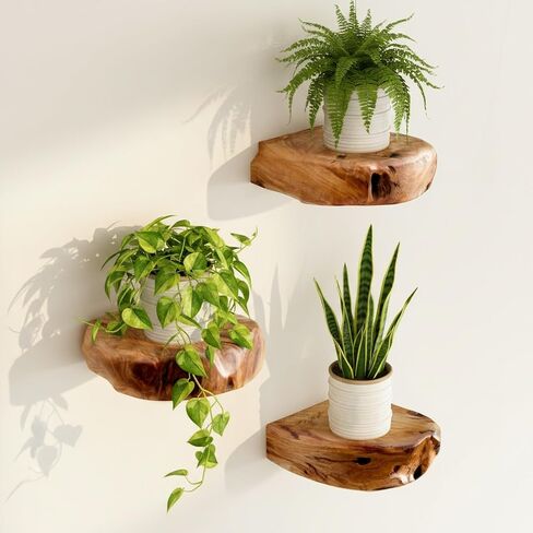 WELLAND Cedar Wood Showcase Display Shelves, Wood Floating Shelf, Set of 3, 6 x 6 x 1.6 inches - Rustic Wooden Floating Wall Shelves for Home Decor, Plants, Photos, and Collectibles in Kuwait