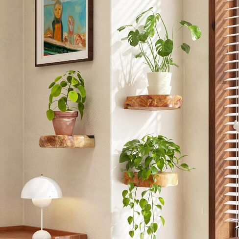 WELLAND Cedar Wood Showcase Display Shelves, Wood Floating Shelf, Set of 3, 6 x 6 x 1.6 inches - Rustic Wooden Floating Wall Shelves for Home Decor, Plants, Photos, and Collectibles in Kuwait