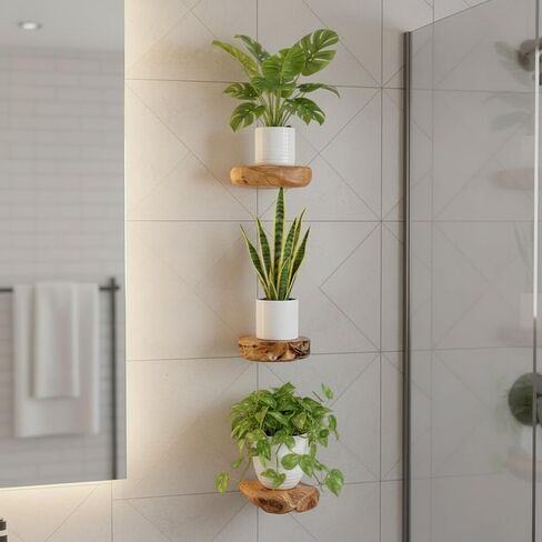 WELLAND Cedar Wood Showcase Display Shelves, Wood Floating Shelf, Set of 3, 6 x 6 x 1.6 inches - Rustic Wooden Floating Wall Shelves for Home Decor, Plants, Photos, and Collectibles in Kuwait