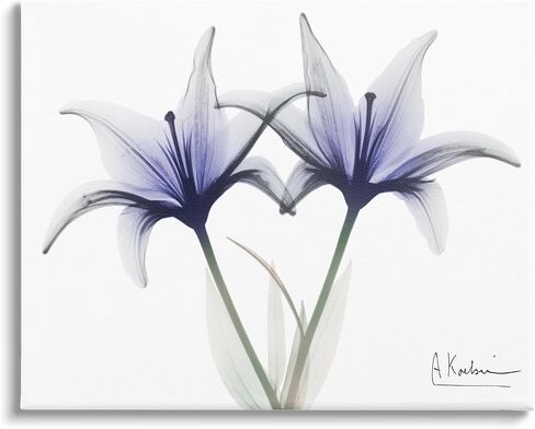 Stupell Industries X-Ray Lily Flowers Canvas Wall Art by Albert Koetsier in Kuwait