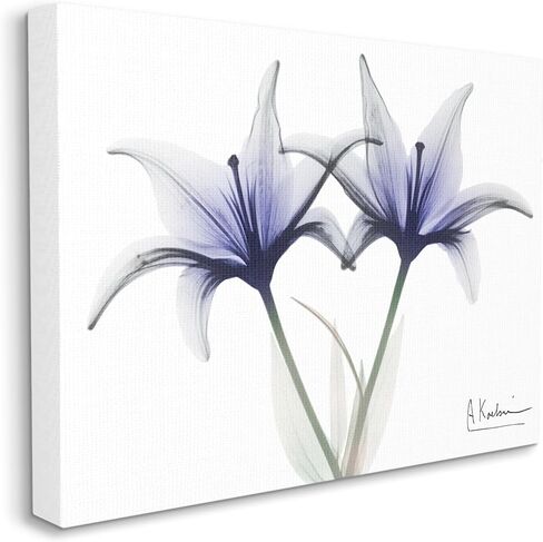 Stupell Industries X-Ray Lily Flowers Canvas Wall Art by Albert Koetsier in Kuwait