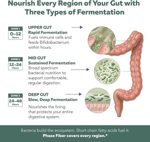 Phase Fiber™ Prebiotic Powder for Complete Gut & Digestion Support, Low FODMAP Certified Ingredients, Triple Phase Fermentation, Clinically Studied for Sensitive Digestion, Vegan (30 Servings) in Saudi Arabia