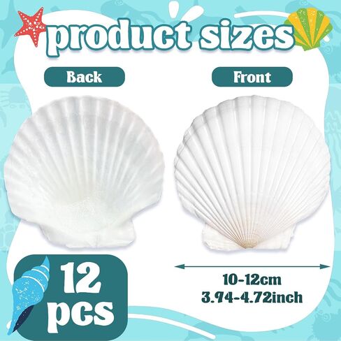 Baaxxango 12 PCS 4-5 Inch Large Scallop Seashells,Natural White Shells for Crafting DIY Painting,Big Sea Shells for Home,Fish Tank,Wedding,Beach Party,Christmas Decorations in Saudi Arabia