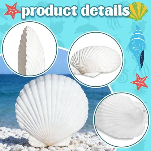Baaxxango 12 PCS 4-5 Inch Large Scallop Seashells,Natural White Shells for Crafting DIY Painting,Big Sea Shells for Home,Fish Tank,Wedding,Beach Party,Christmas Decorations in Saudi Arabia