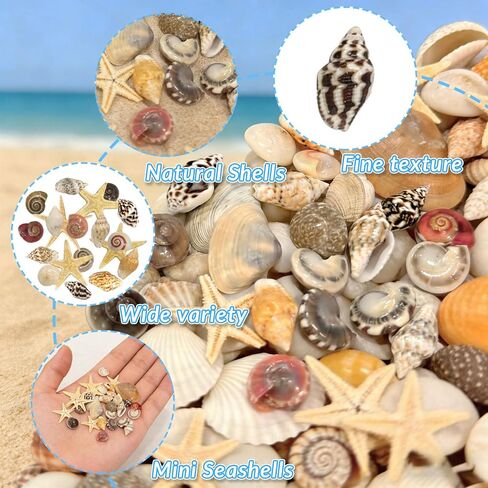 25 Types Small Sea Shells for Crafts, 1800 Pcs Tiny Seashells with Mixed Size Starfish for Crafting Spiral Conch Shells for Crafts Charms for Home Decorations Candle Decor DIY and Beach Vase Filler in Saudi Arabia