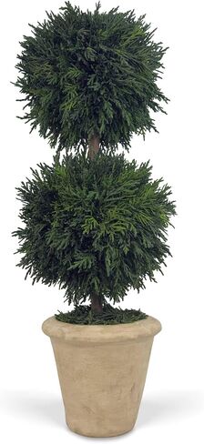 Shine Company Real Preserved Double-Ball Cypress Topiary in Terracotta Pot (16" Tall/6" Wide) in Saudi Arabia