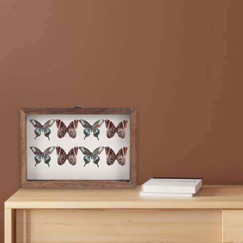 SEWACC Wall-Mount Wooden Insect Display Case with Clear Acrylic Window Specimen Box for Butterfly and Bug Collection, Sturdy Dried Flower Storage Holder in Kuwait