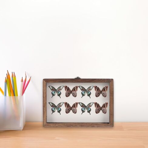 SEWACC Wall-Mount Wooden Insect Display Case with Clear Acrylic Window Specimen Box for Butterfly and Bug Collection, Sturdy Dried Flower Storage Holder in Kuwait
