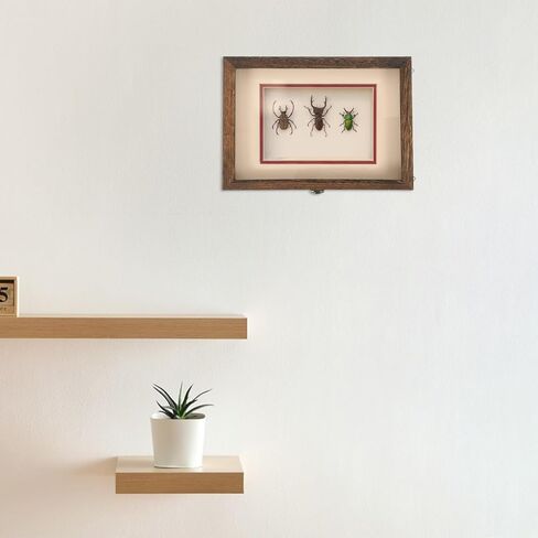 SEWACC Wall-Mount Wooden Insect Display Case with Clear Acrylic Window Specimen Box for Butterfly and Bug Collection, Sturdy Dried Flower Storage Holder in Kuwait