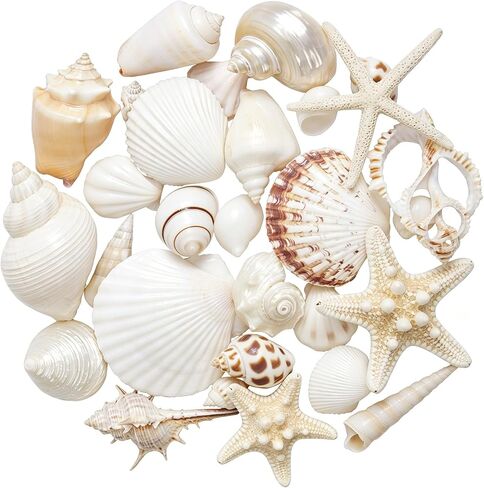 JQAQJU Sea Shells Mixed Ocean Seashells 20 Kinds, Starfish Seashells for Crafts, Various Sizes Natural Conch Sea Shells for Decorating, DIY Crafts, Vase Filler, Beach Party, Fish Tank, Home Wedding in Saudi Arabia