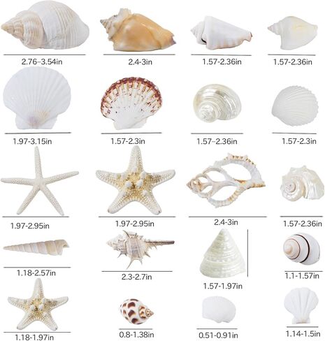 JQAQJU Sea Shells Mixed Ocean Seashells 20 Kinds, Starfish Seashells for Crafts, Various Sizes Natural Conch Sea Shells for Decorating, DIY Crafts, Vase Filler, Beach Party, Fish Tank, Home Wedding in Saudi Arabia