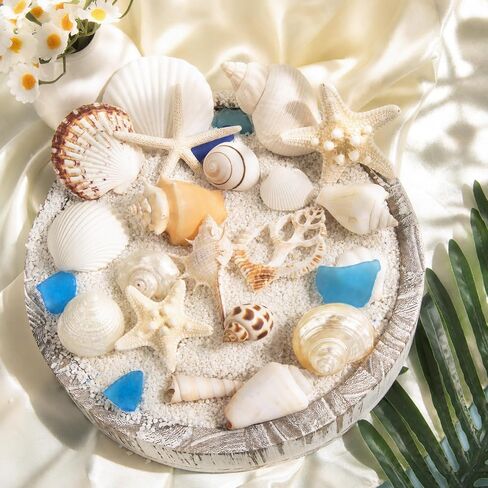 JQAQJU Sea Shells Mixed Ocean Seashells 20 Kinds, Starfish Seashells for Crafts, Various Sizes Natural Conch Sea Shells for Decorating, DIY Crafts, Vase Filler, Beach Party, Fish Tank, Home Wedding in Saudi Arabia