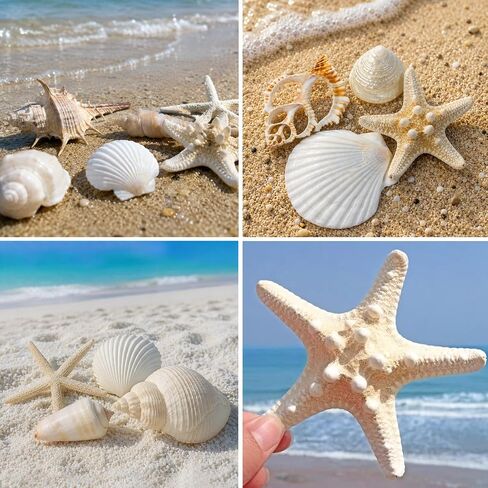 JQAQJU Sea Shells Mixed Ocean Seashells 20 Kinds, Starfish Seashells for Crafts, Various Sizes Natural Conch Sea Shells for Decorating, DIY Crafts, Vase Filler, Beach Party, Fish Tank, Home Wedding in Saudi Arabia