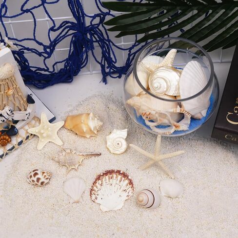 JQAQJU Sea Shells Mixed Ocean Seashells 20 Kinds, Starfish Seashells for Crafts, Various Sizes Natural Conch Sea Shells for Decorating, DIY Crafts, Vase Filler, Beach Party, Fish Tank, Home Wedding in Saudi Arabia