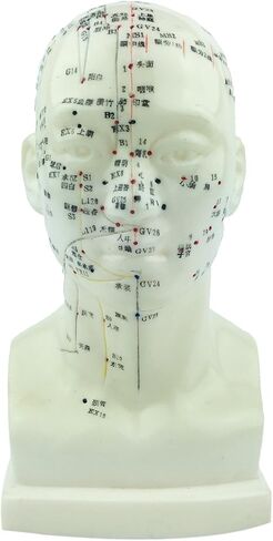 UPC Acupuncture Human Head Model 9'' Height in Saudi Arabia