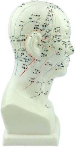 UPC Acupuncture Human Head Model 9'' Height in Saudi Arabia