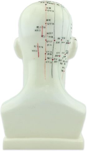 UPC Acupuncture Human Head Model 9'' Height in Saudi Arabia