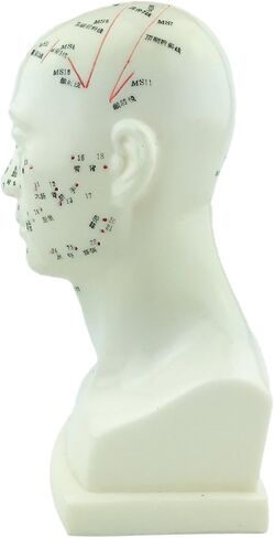 UPC Acupuncture Human Head Model 9'' Height in Saudi Arabia