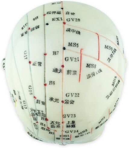 UPC Acupuncture Human Head Model 9'' Height in Saudi Arabia