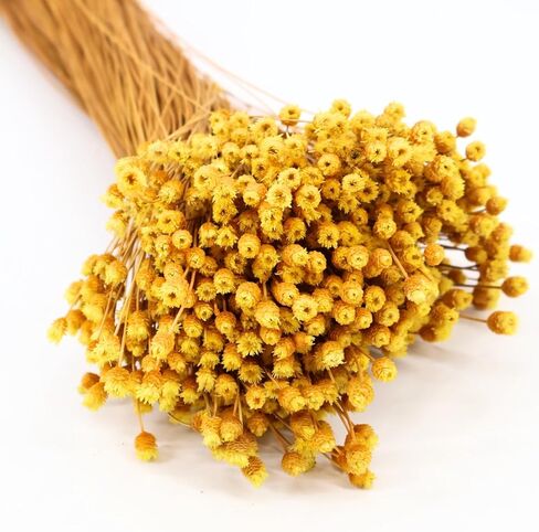 Happy Flower Preserved Bouquet - Preserved Botanical Flowers for Home Decor, Floral Arrangements, Crafts & DIY Projects - Hand-Harvested - 22" Long - Golden in Saudi Arabia