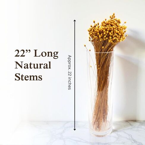 Happy Flower Preserved Bouquet - Preserved Botanical Flowers for Home Decor, Floral Arrangements, Crafts & DIY Projects - Hand-Harvested - 22" Long - Golden in Saudi Arabia