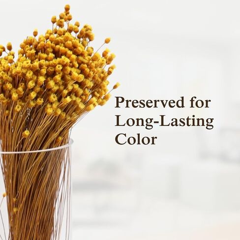 Happy Flower Preserved Bouquet - Preserved Botanical Flowers for Home Decor, Floral Arrangements, Crafts & DIY Projects - Hand-Harvested - 22" Long - Golden in Saudi Arabia