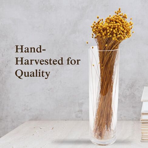 Happy Flower Preserved Bouquet - Preserved Botanical Flowers for Home Decor, Floral Arrangements, Crafts & DIY Projects - Hand-Harvested - 22" Long - Golden in Saudi Arabia