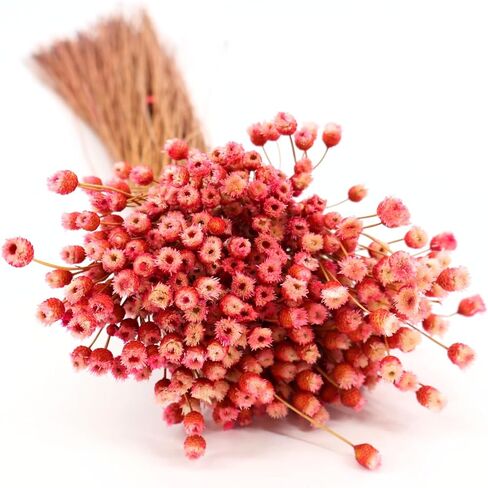 Happy Flower Preserved Bouquet - Preserved Botanical Flowers for Home Decor, Floral Arrangements, Crafts & DIY Projects - Hand-Harvested - 22" Long - Golden in Saudi Arabia