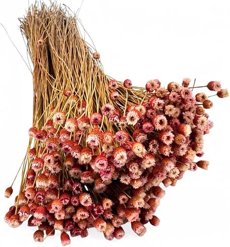 Happy Flower Preserved Bouquet - Preserved Botanical Flowers for Home Decor, Floral Arrangements, Crafts & DIY Projects - Hand-Harvested - 22" Long - Golden in Saudi Arabia