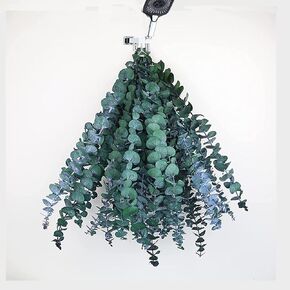 12 PCS Real Dried Eucalyptus Plant Large Stems for Shower, 100% Natural Fresh Eucalyptus Leaves,17 Hanging Eucalyptus Stems for Shower Leave Bundle, Arrangement, Wedding, Home Decor
